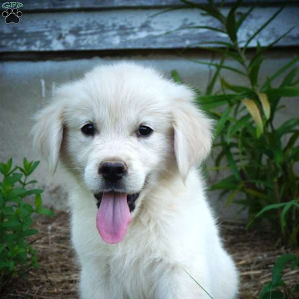 Oliver, English Cream Golden Retriever Puppy