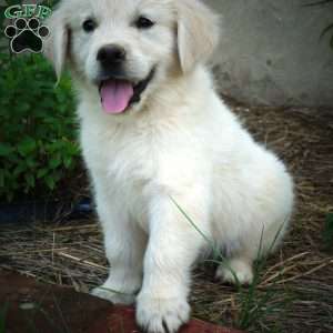 Oliver, English Cream Golden Retriever Puppy