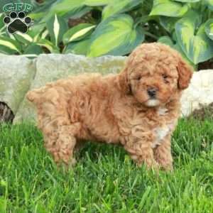 Olivia, Miniature Poodle Puppy