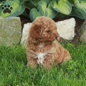 Olivia, Miniature Poodle Puppy