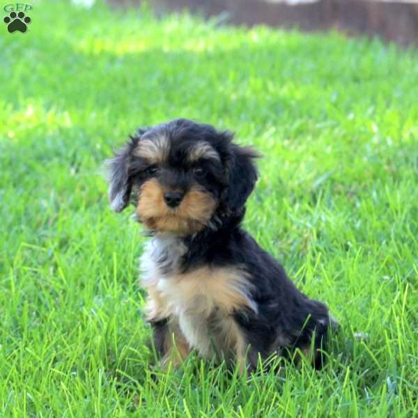 Ollie, Cavapoo Puppy