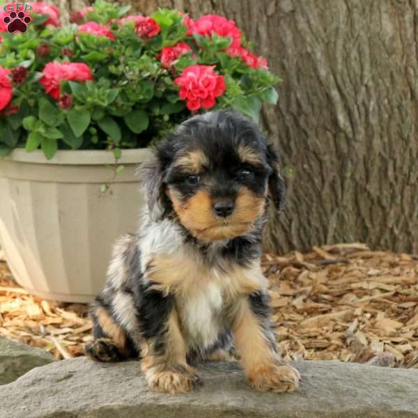 Ollie, Cavapoo Puppy