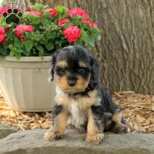 Ollie, Cavapoo Puppy