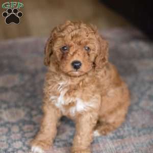 Ollie, Mini Goldendoodle Puppy