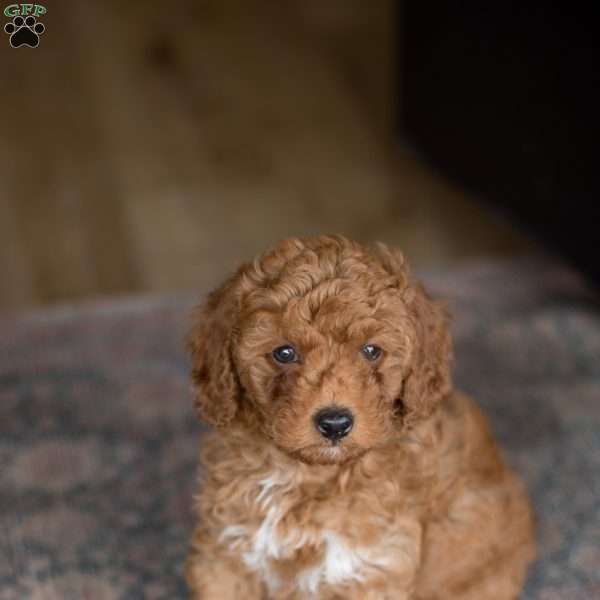 Ollie, Mini Goldendoodle Puppy