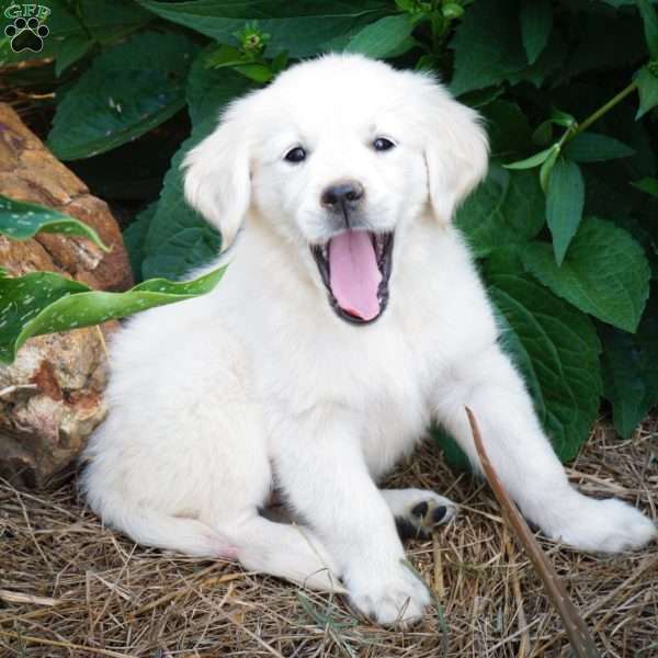 Olympia, English Cream Golden Retriever Puppy