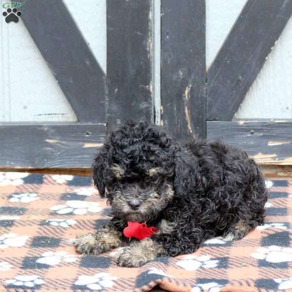Onya, Miniature Poodle Puppy