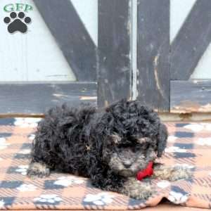Onya, Miniature Poodle Puppy