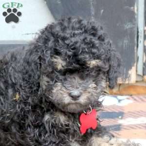 Onya, Miniature Poodle Puppy