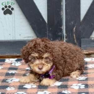 Onyx, Miniature Poodle Puppy