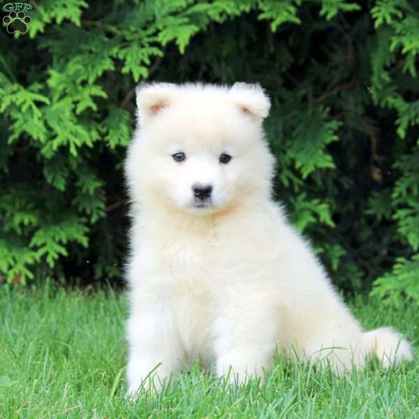 Opal, Samoyed Puppy