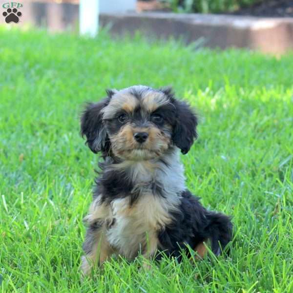 Opal, Cavapoo Puppy