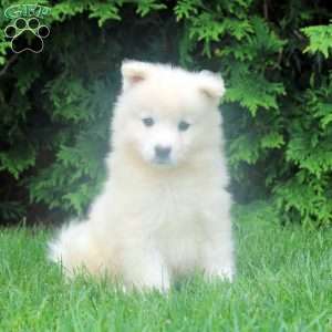Opal, Samoyed Puppy
