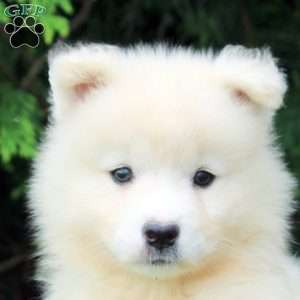 Opal, Samoyed Puppy