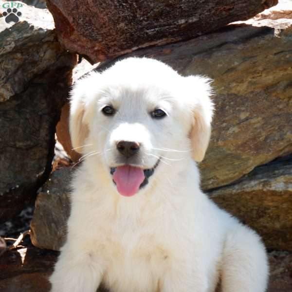 Opal, English Cream Golden Retriever Puppy