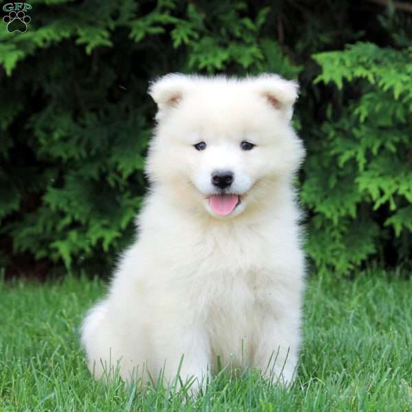 Ophelia, Samoyed Puppy