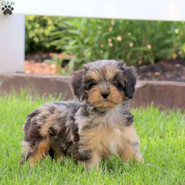 Ophelia, Cavapoo Puppy