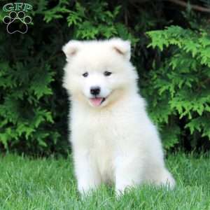 Ophelia, Samoyed Puppy
