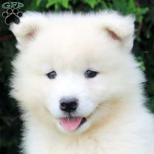 Ophelia, Samoyed Puppy