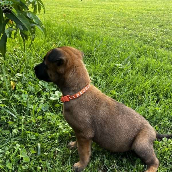 Ophila, Belgian Malinois Puppy