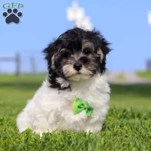 Oreo, Maltipoo Puppy