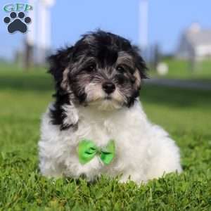 Oreo, Maltipoo Puppy