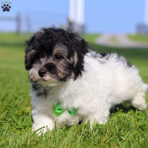 Oreo, Maltipoo Puppy