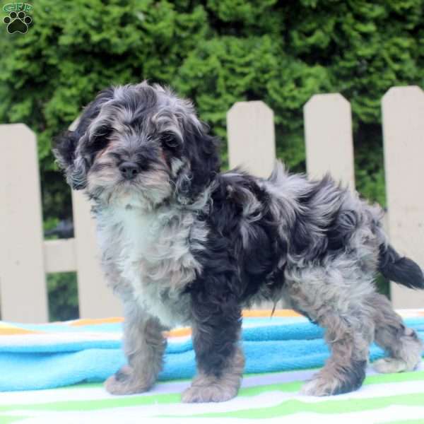 Oreo, Cockapoo Puppy