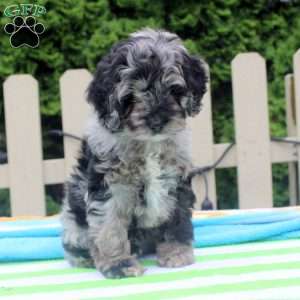 Oreo, Cockapoo Puppy