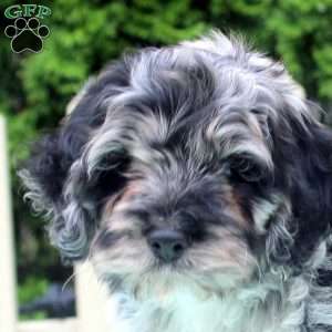 Oreo, Cockapoo Puppy