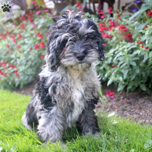 Oreo, Cockapoo Puppy