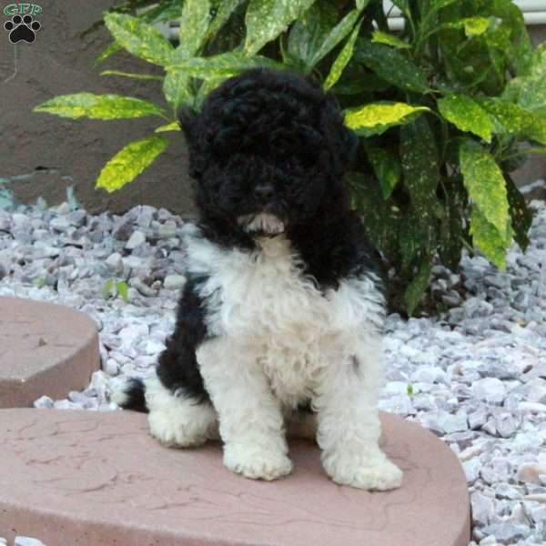 Oreo, Miniature Poodle Puppy