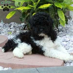 Oreo, Miniature Poodle Puppy