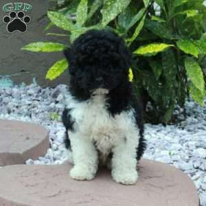 Oreo, Miniature Poodle Puppy