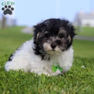Oreo, Maltipoo Puppy