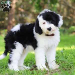Oscar, Sheepadoodle Puppy