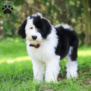Oscar, Sheepadoodle Puppy