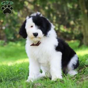 Oscar, Sheepadoodle Puppy