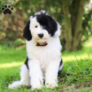 Oscar, Sheepadoodle Puppy