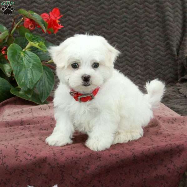 Oscar, Maltese Puppy