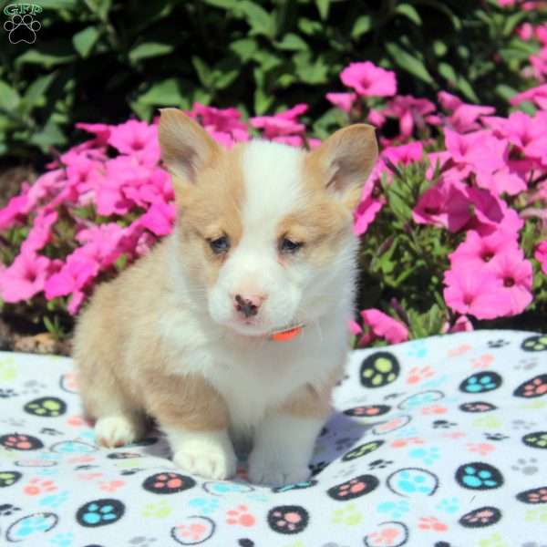 Oscar, Pembroke Welsh Corgi Puppy