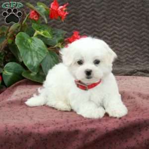 Oscar, Maltese Puppy