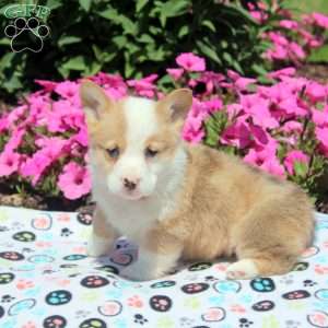 Oscar, Pembroke Welsh Corgi Puppy