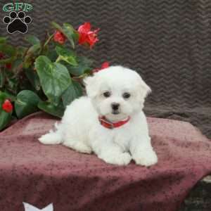 Oscar, Maltese Puppy