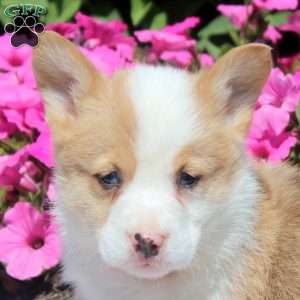 Oscar, Pembroke Welsh Corgi Puppy