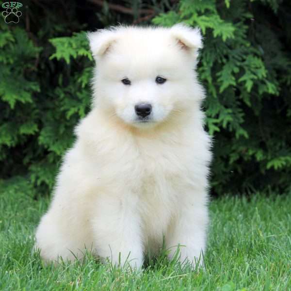 Otis, Samoyed Puppy