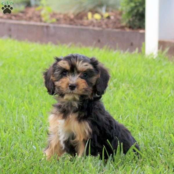 Otis, Cavapoo Puppy