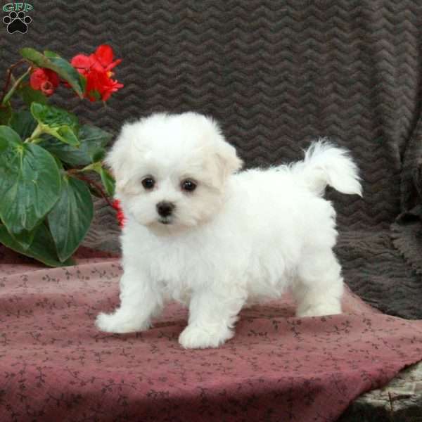 Otis, Maltese Puppy