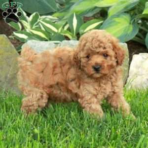 Otis, Miniature Poodle Puppy