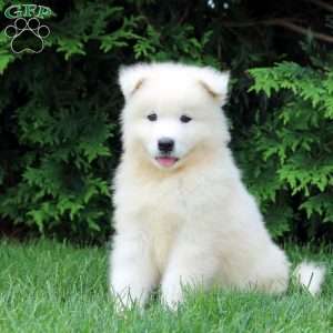 Otis, Samoyed Puppy